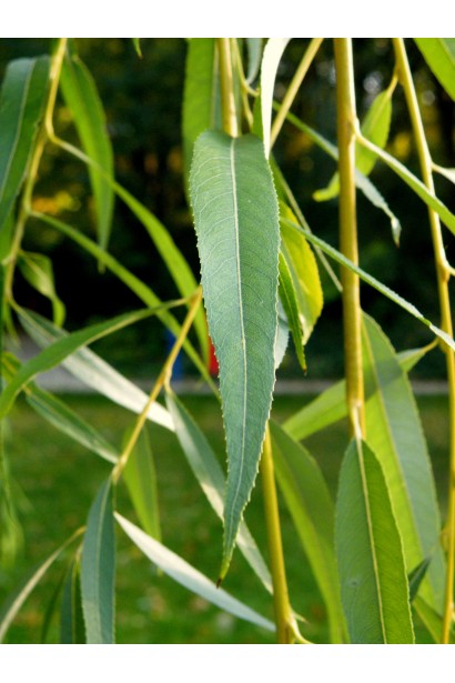 Salix sepulcralis Chrysocoma листья летом